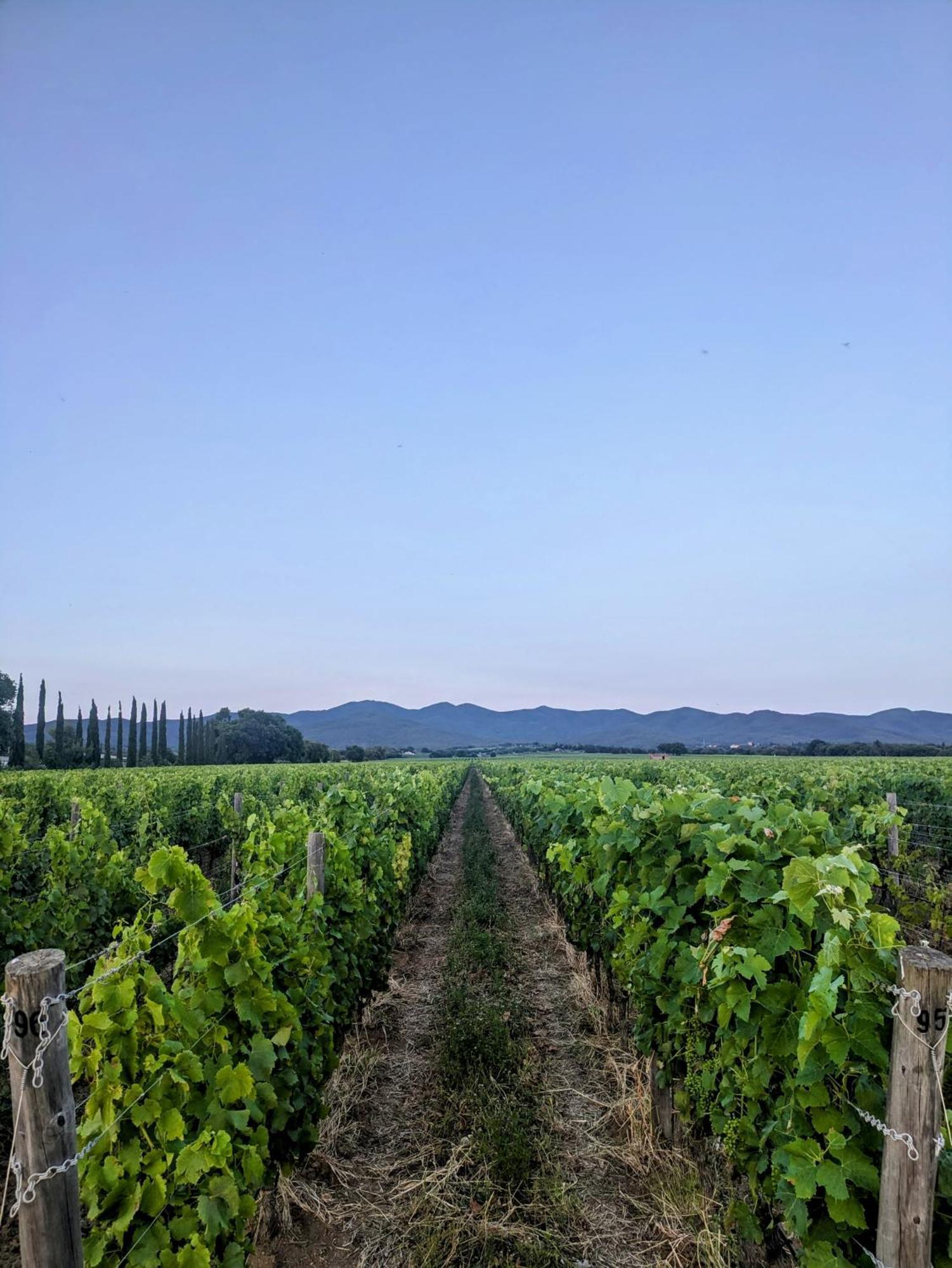 Agriturismo I Debbi Bibbona Luaran gambar